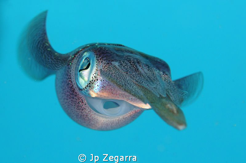 followed a group of caribbean reef squid for a while, bef... by Jp Zegarra 
