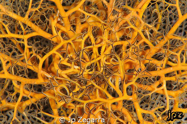 giant basket star close-up... one of my favorite night ti... by Jp Zegarra 