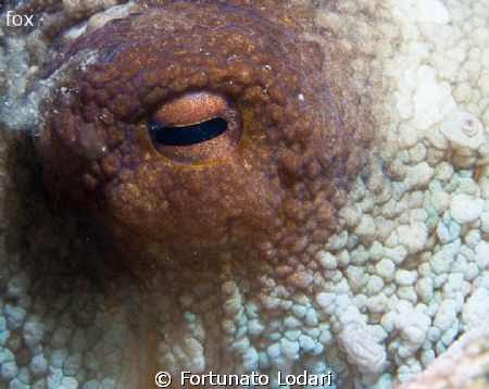 octopus' eye by Fortunato Lodari 
