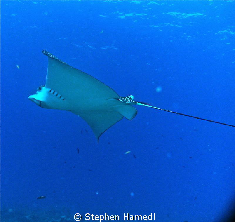 Eagle Ray by Stephen Hamedl 