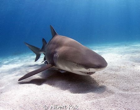lemon shark over the sand by Albert Kok 