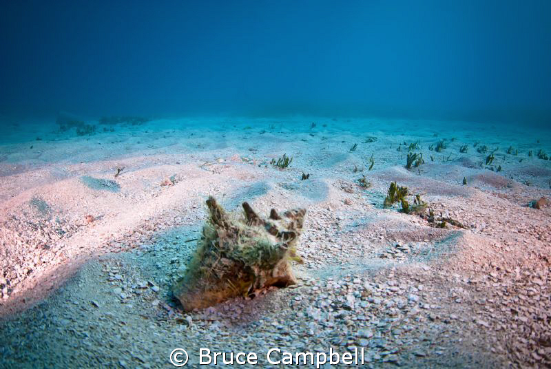 Conch shell on Turtle reef off of Grand Case on St. Martin. by Bruce Campbell 