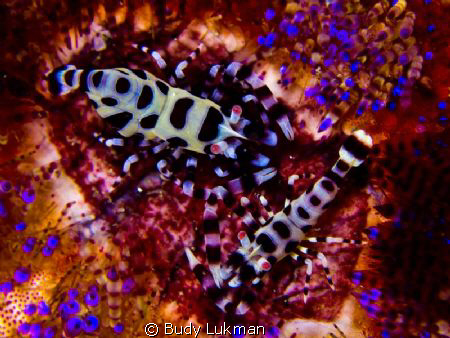 a Pair of Coleman Shrimp - Under Laha Jetty - Ambon by Budy Lukman 