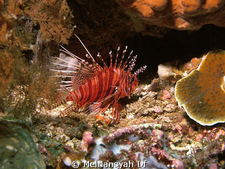 hide & seek.. find another lion fish.. using G11 with str... by Melriansyah Df 