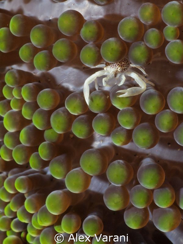 Tiny Neopetrolisthes Oshimai on anemone by Alex Varani 