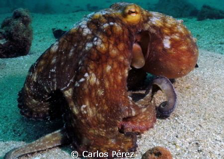 Octopus At Crash Boat Beach SeaLife Manual set by Carlos Pérez 