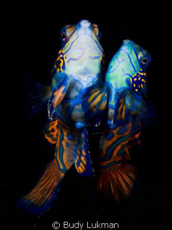 Mating Mandarin Fish, taken at Lembeh Olympus EPL-1 with1... by Budy Lukman 