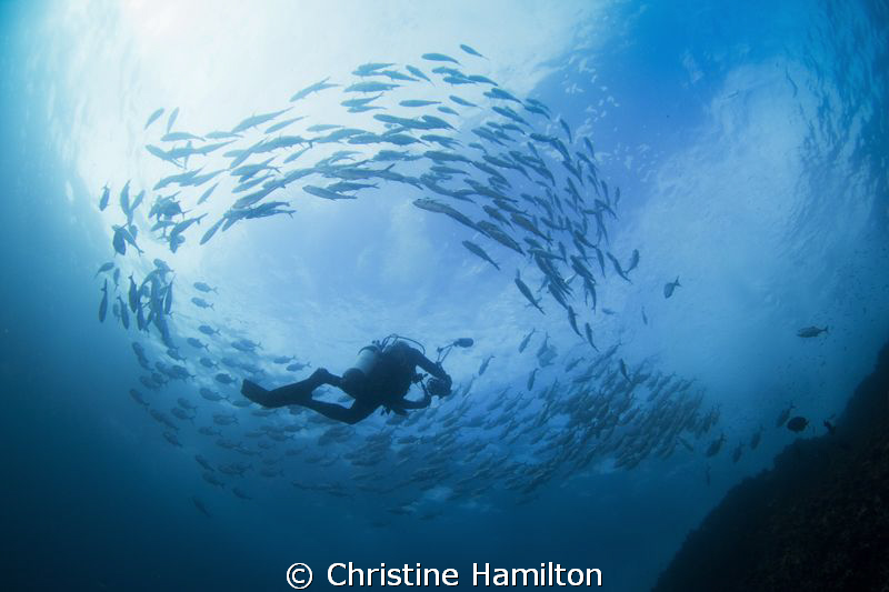 Surrounded by Fish by Christine Hamilton 