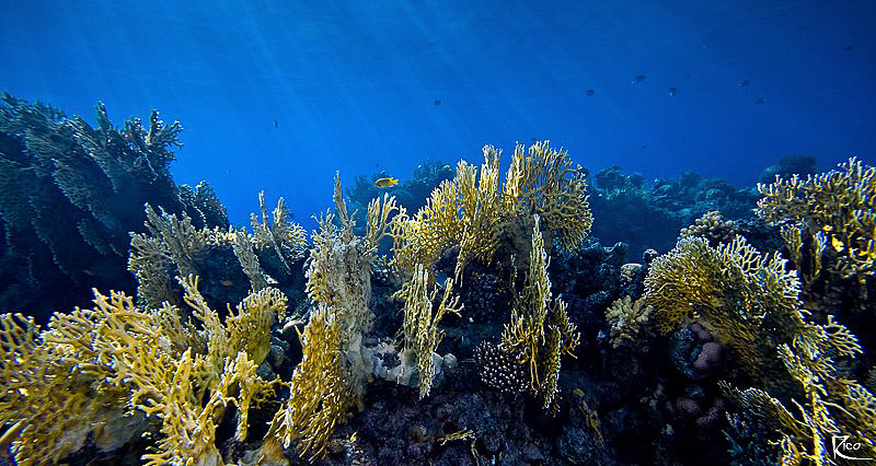 Fire Coral Garden. Sigma 10-20 ( set to 10mm ) with "magi... by Rico Besserdich 
