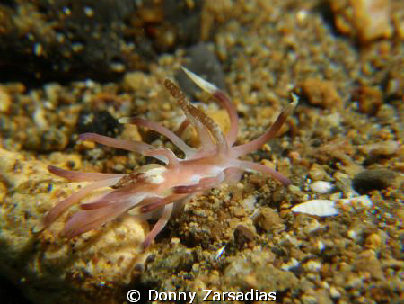 Nudibranch taken at Secret Bay, Anilao Batangas Philippin... by Donny Zarsadias 