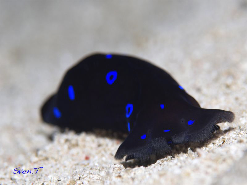 Blue ring flatworm by Sven Tramaux 