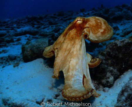Octopus near Capt Don's Bonaire. Seallife DC1000 by Robert Michaelson 
