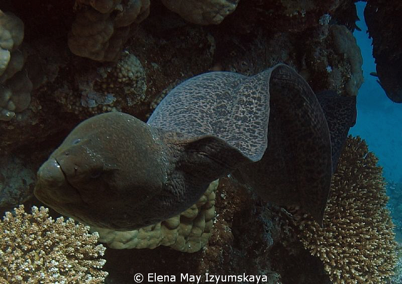 Giant moray on the Careless Reef by Elena May Izyumskaya 