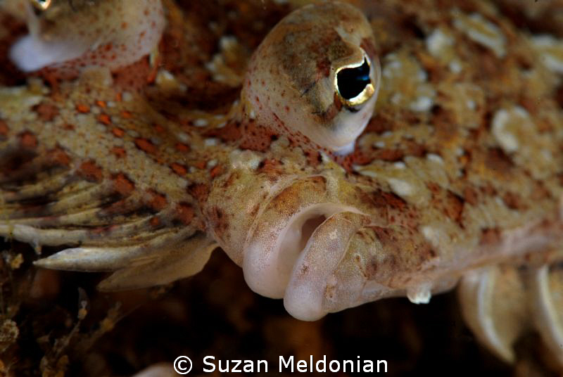Eyed Flounder close up 10x diopter by Suzan Meldonian 