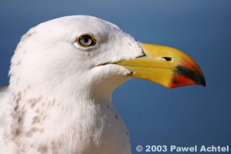 Pacific Seagul, distance to subject: ~1m (3ft)!
Canon EO... by Pawel Achtel 