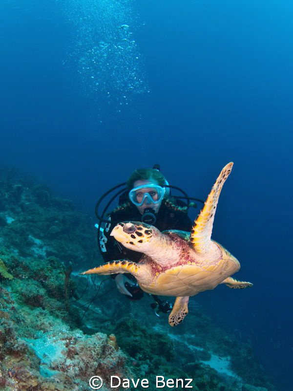 Diving with sweet turtle in the great caribbean sea. by Dave Benz 