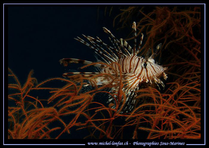 Scorpion Fish in soft coral hunting... :O)... by Michel Lonfat 