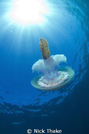 Jellyfish in the sun... by Nick Thake 