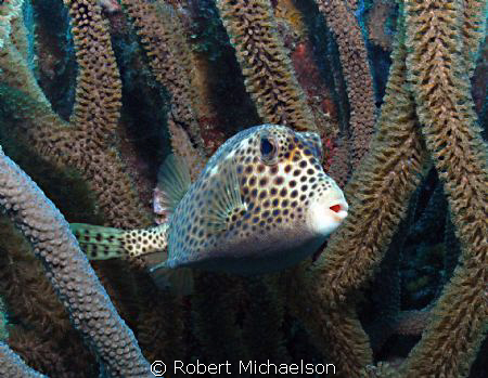 Spotted trunk fish BOnaire. Sealife DC 1000 one strobe by Robert Michaelson 