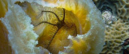 Brittle Star inside a sponge. by Chuck Williams 