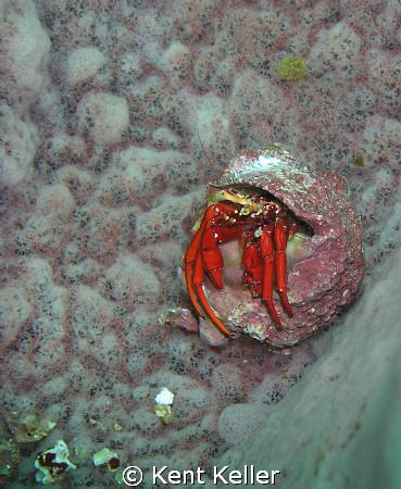 tiny Crab in sponge by Kent Keller 