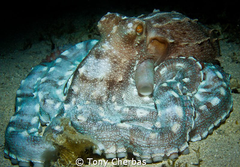This Octopus let me hang out long enough to experiment wi... by Tony Cherbas 