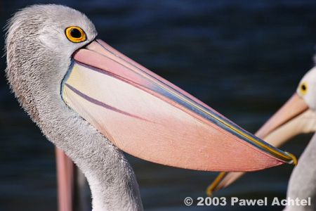 Australian Pelican at magic hour, Southern Australia, Can... by Pawel Achtel 
