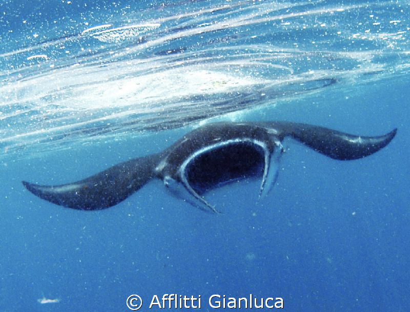 face to face with manta by Afflitti Gianluca 