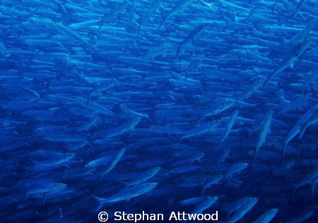 In the centre of a bonefish shoal - that many fish that s... by Stephan Attwood 