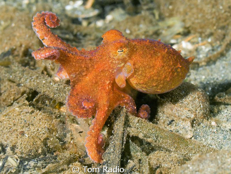 Juvenile Giant Pacific Octopus
Puget Sound, Washington, ... by Tom Radio 