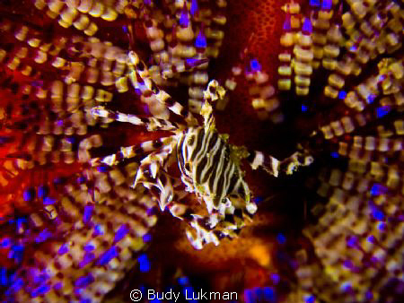 Zebra Crab - EPL 1 with 1 x Inon 330 and 1 x Inon 165 Clo... by Budy Lukman 