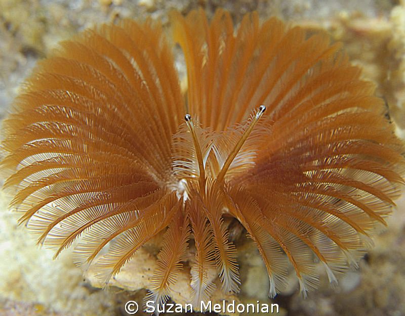 Did you know that Fan worms have eyestalks? If you sit ab... by Suzan Meldonian 
