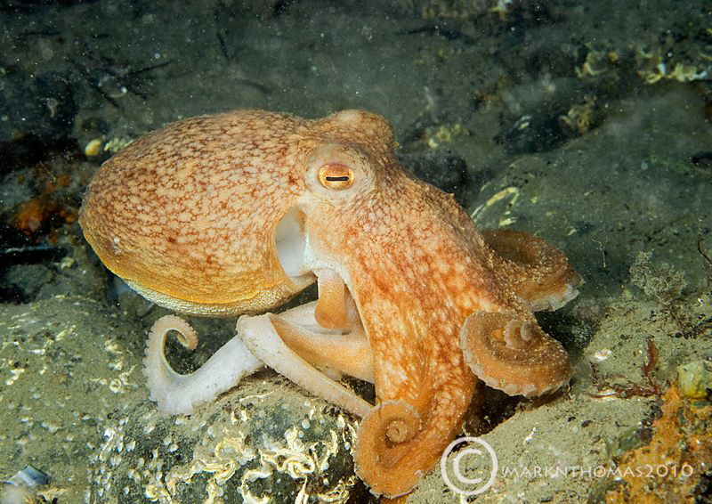 Octopus under Trefor Pier, N. Wales. by Mark Thomas 