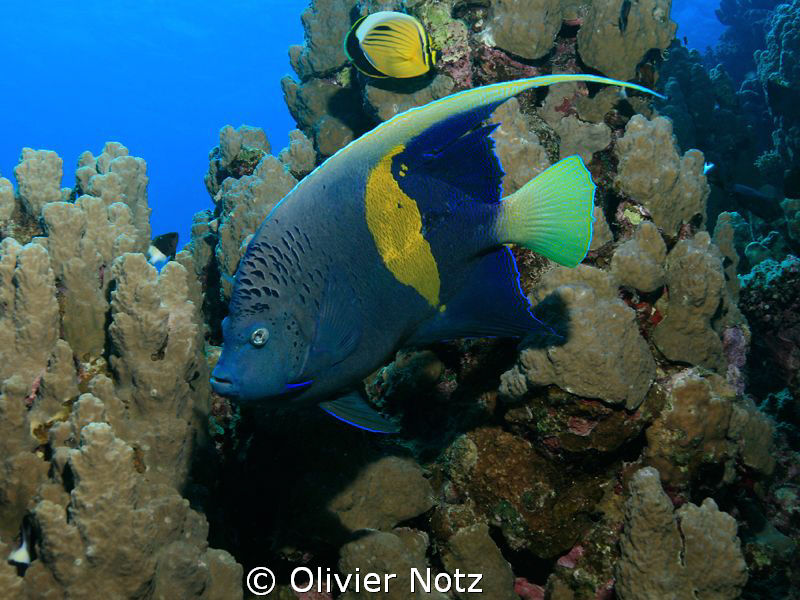 Arabian Angelfish, a shy and very beautiful fish by Olivier Notz 