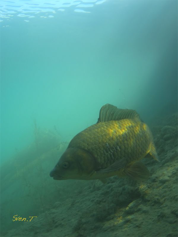 Common carp by Sven Tramaux 