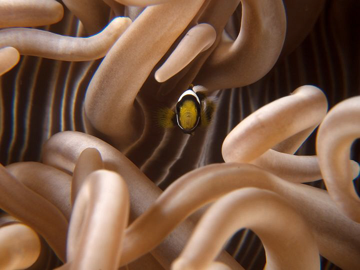 Juvenile anemonefish, Tulamben by Doug Anderson 