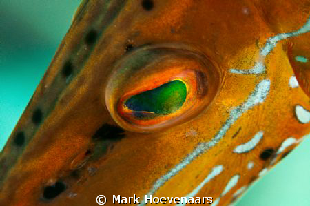 Trunkfish Eye by Mark Hoevenaars 