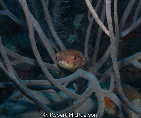 Porcupine fish near Capt Don's Bonaire. Sealife DC 1000, ... by Robert Michaelson 