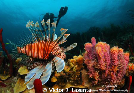 Lionfish & Branching Vase Sponge at Pata de Palo Dive sit... by Victor J. Lasanta 