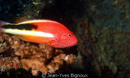 Adult Hawkfish Freckeled Mauritius by Jean-Yves Bignoux 
