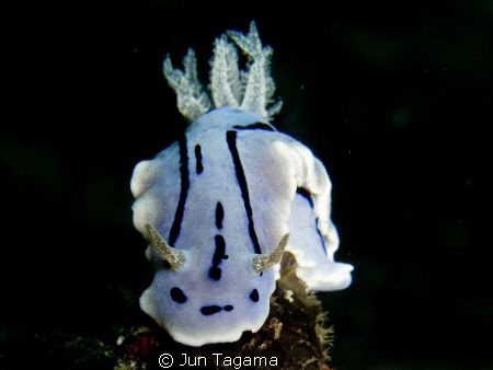 Yet another NUDI, G12+UCL165 by Jun Tagama 