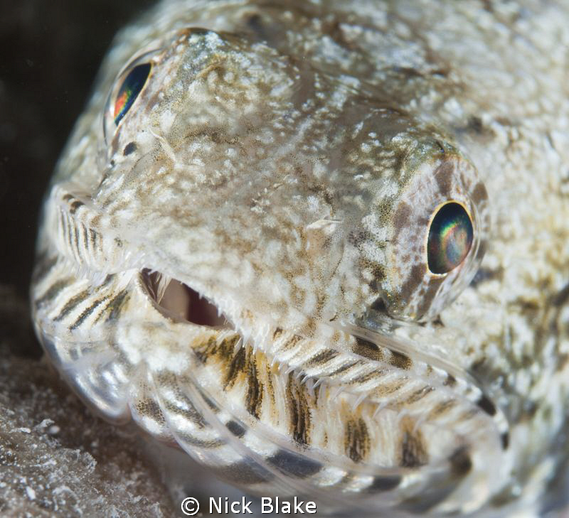 Lizard fish, Red Sea. by Nick Blake 