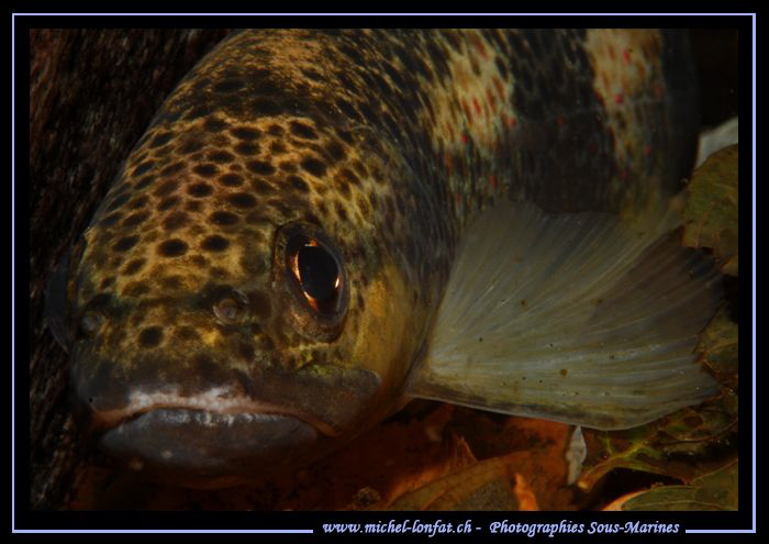 Face to face with this trout in the Verzasca River... :O)... by Michel Lonfat 