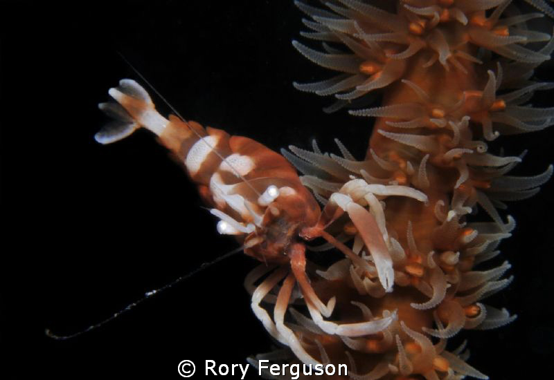 whip coral shrimp by Rory Ferguson 