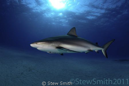 A patrolling Caribbean Reef Shark passes by with an inqui... by Stew Smith 