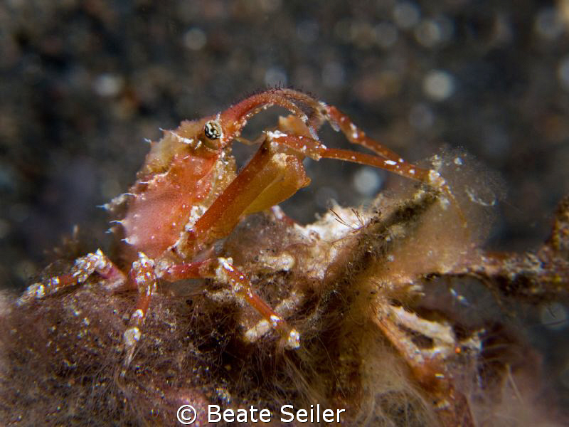 Very small crab on a nigt dive , Taken with Canon G10 and... by Beate Seiler 