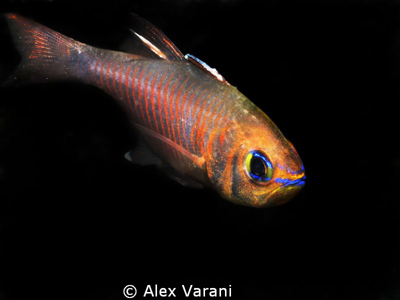 Colourfull cardinalfish by Alex Varani 