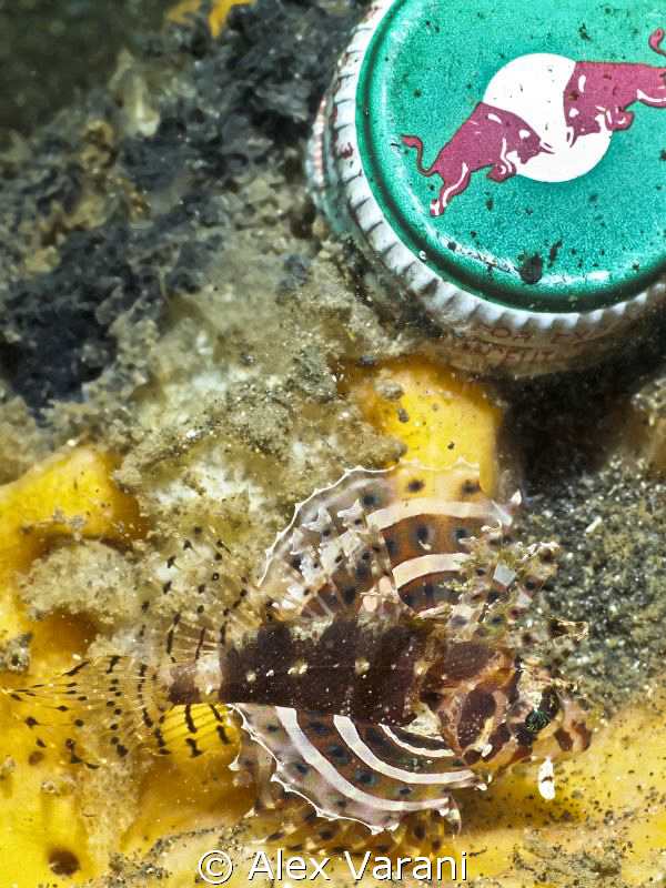 Tiny scorpionfish by Alex Varani 