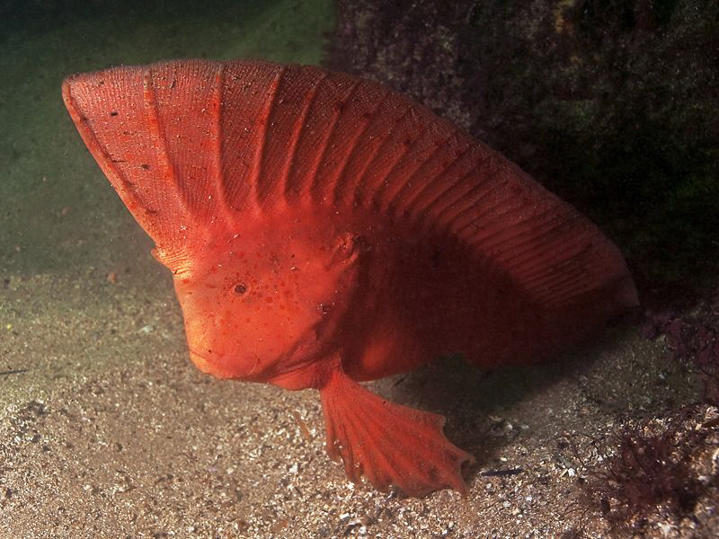 Red Indian Fish, Bare Island by Doug Anderson 