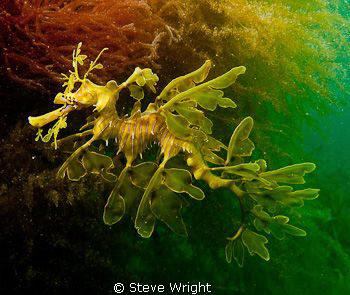 Leafy Seadragon, Tumby Bay, Sth Australia. by Steve Wright 